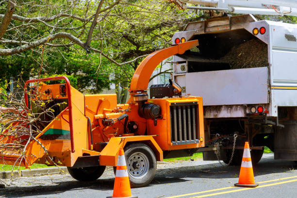 How Our Tree Care Process Works  in Farmington, MN